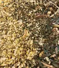 Corn Silage & Maize Silage