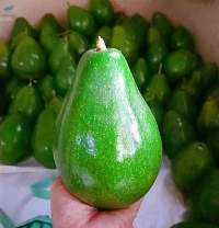 Fresh Avocado