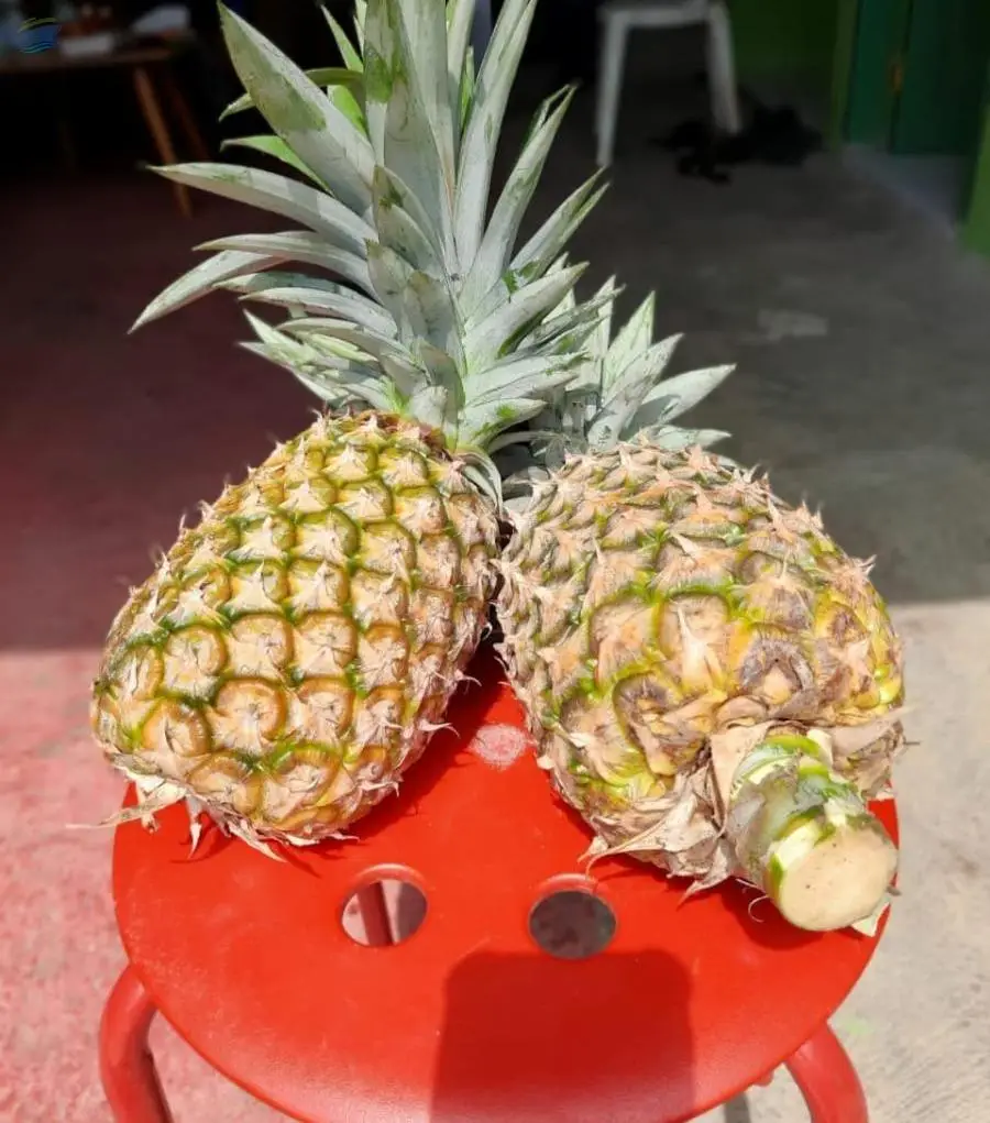 Pineapple