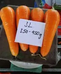 Carrot