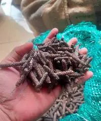 Long Pepper