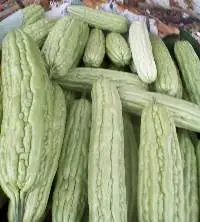 Bitter Melon