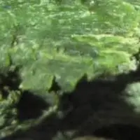 Nephrite