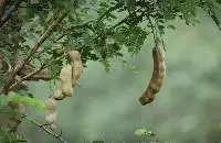 Tamarind