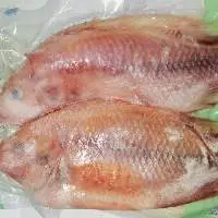 Live And Frozen Tilapia Fish