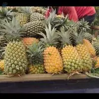 Fresh Pineapples