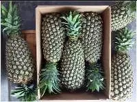 Fresh Pineapple