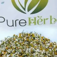 Chamomile