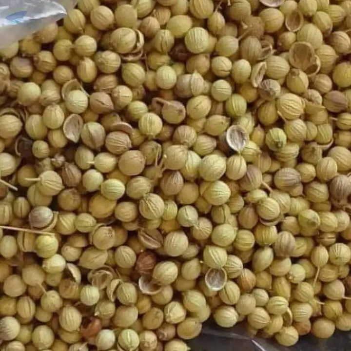 Coriander Seeds