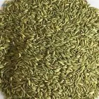 Fennel