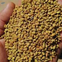 Fenugreek