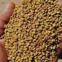 Fenugreek