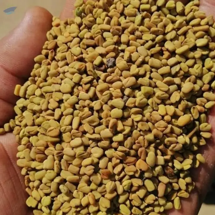 Fenugreek