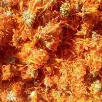 Calendula