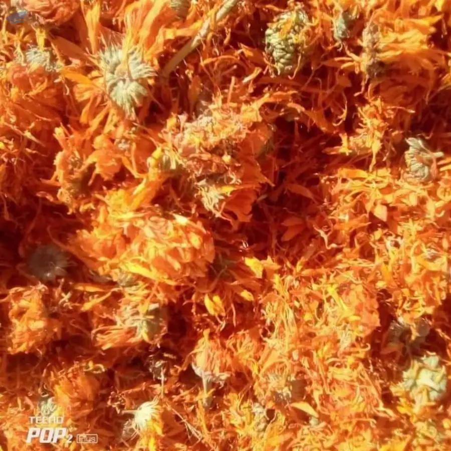 Calendula