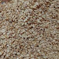 Golden Sesame