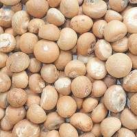 Betel Nut