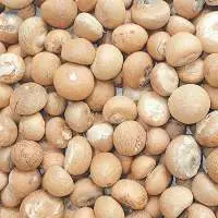 Betel Nut