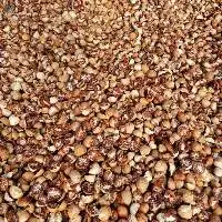 Betel Nut