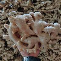 Elephant Ginger