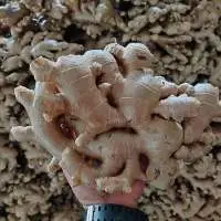 Elephant Ginger