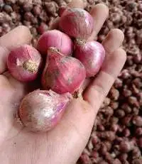 Onion