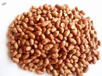 Peanut Kernel - Bold