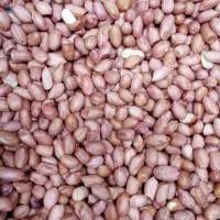 Bold Peanut