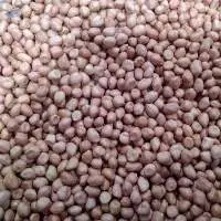 Java Peanut