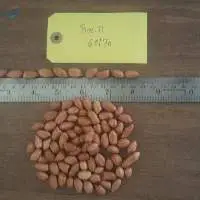 Indian Peanut Bold Java