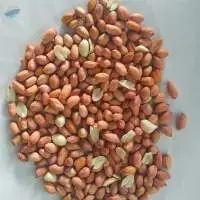 Peanut