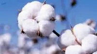 Cotton
