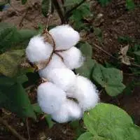 Raw Cotton