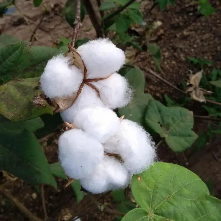Raw Cotton