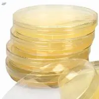Baird Parker Agar Plate