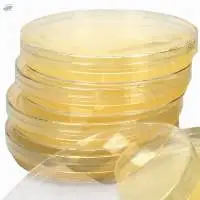 Bile Esculin Agar Plate