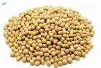 Soybean GMO