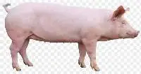 Pork