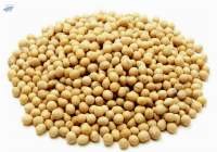 Soybean NON GMO Origin Brazil