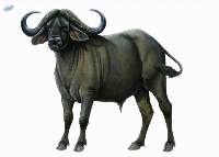Indian Buffalo Meat