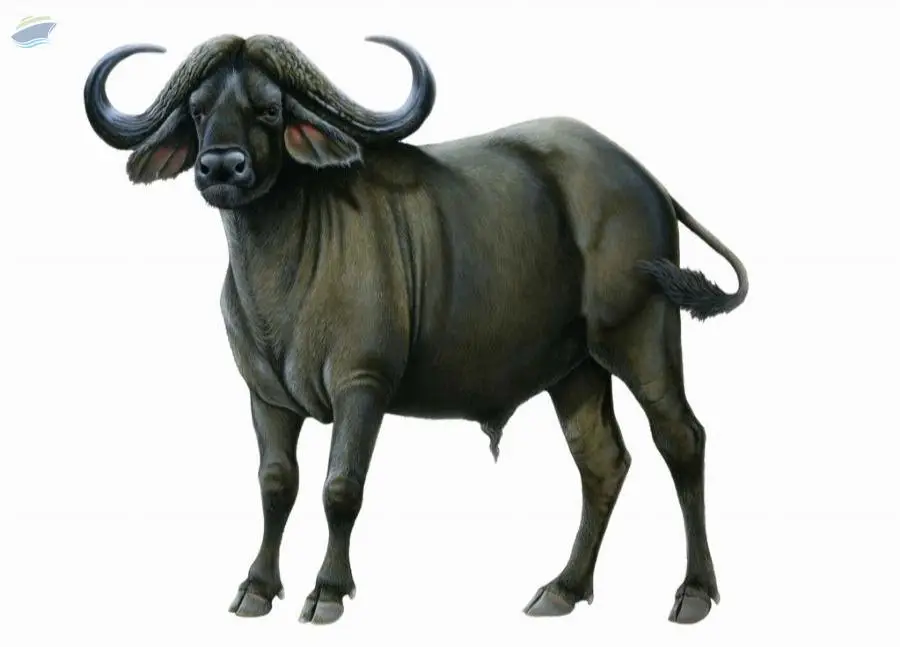 Indian Buffalo Meat