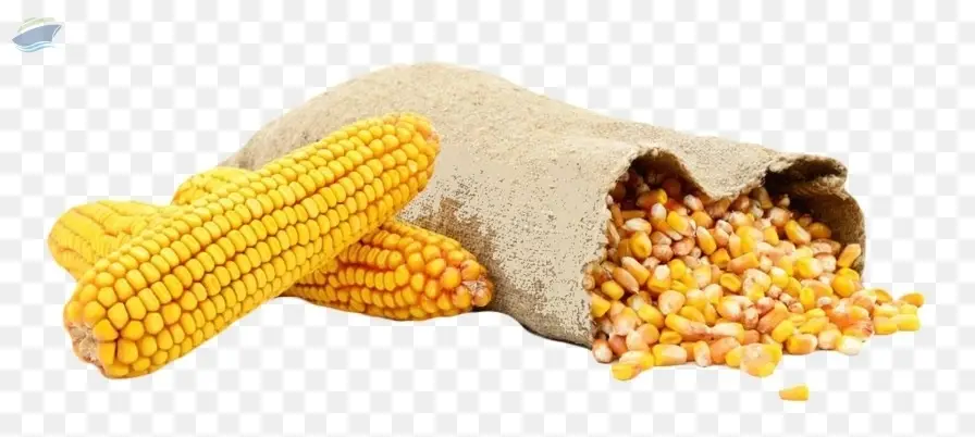 Milho Non Gmo