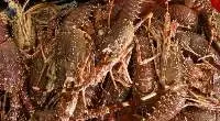 Panilirus Mauritanicus