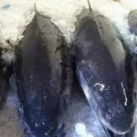 Wild Caught Sashimi/Sushi Grade Yellow Fin Tuna