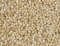 Quinoa Seeds
