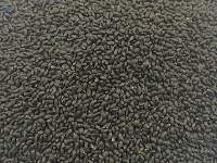 Basil Seeds / Sabja Seeds , Tulsi Bij