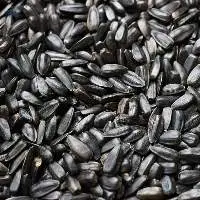 Black Sunflower Seeds ( OIl Seeds )