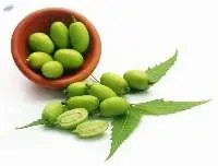 Dried Neem Fruit , Nimboli , Neem Seeds