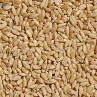Wheat