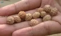 Rudraksha